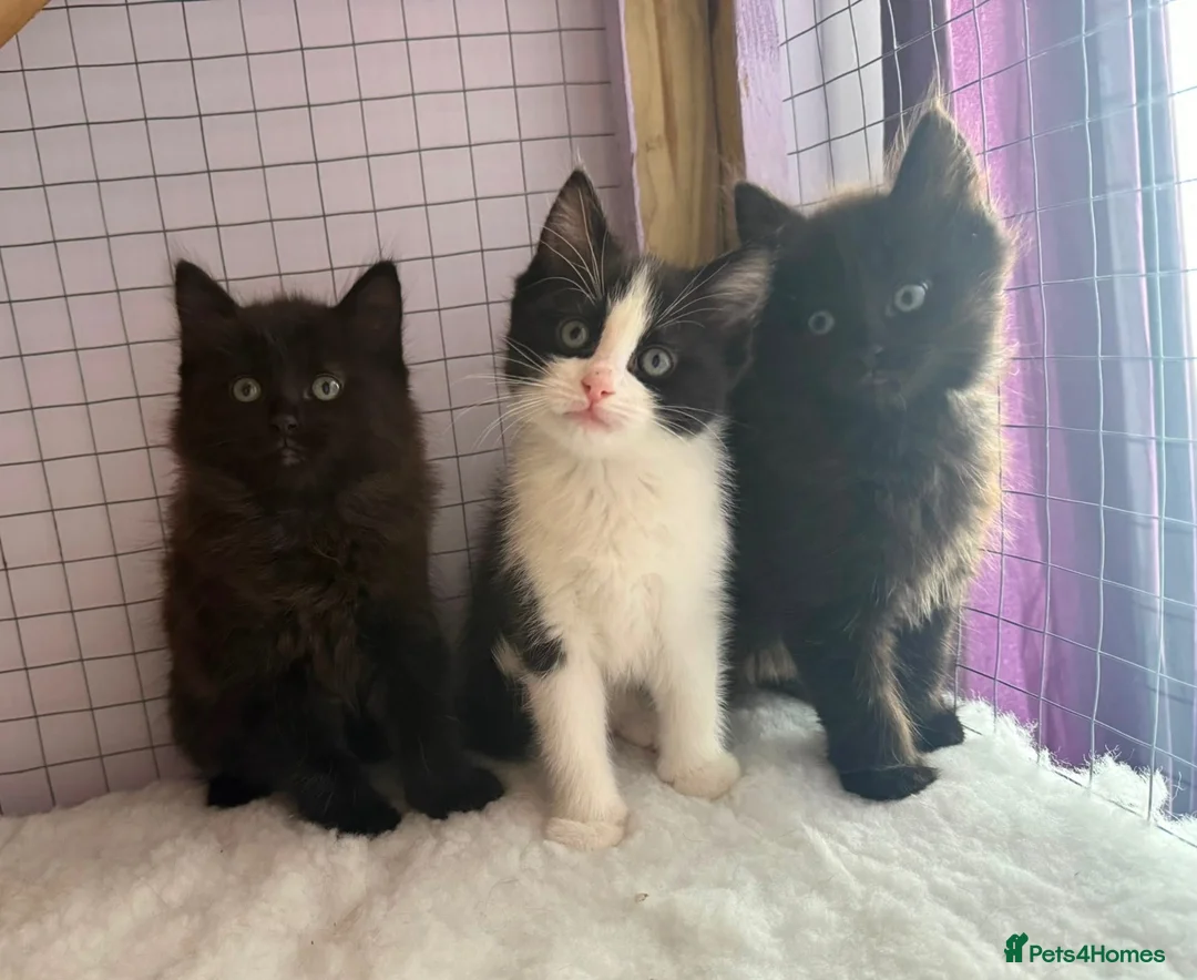 Ragdoll cats for sale: Ragdoll Cross long coated kittens - Advert 1