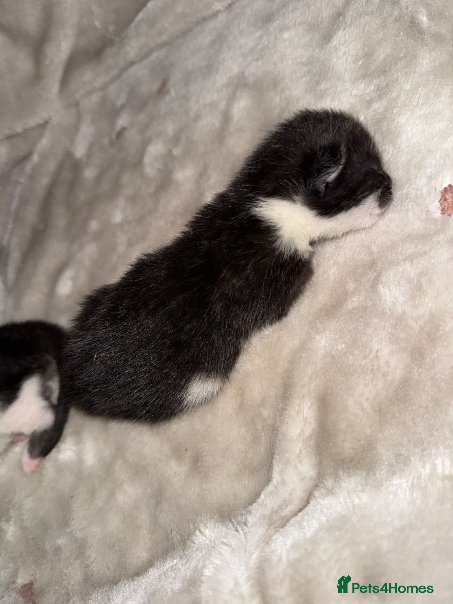 Mixed Breed cats Kitten for sale  - Advert 1