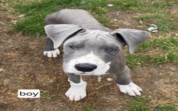 Great Dane dogs for sale: Great dane puppies for sale  - Image 3