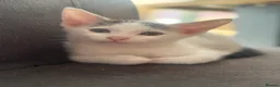 Mixed Breed cats for sale: Mixed litter  - Advert 4