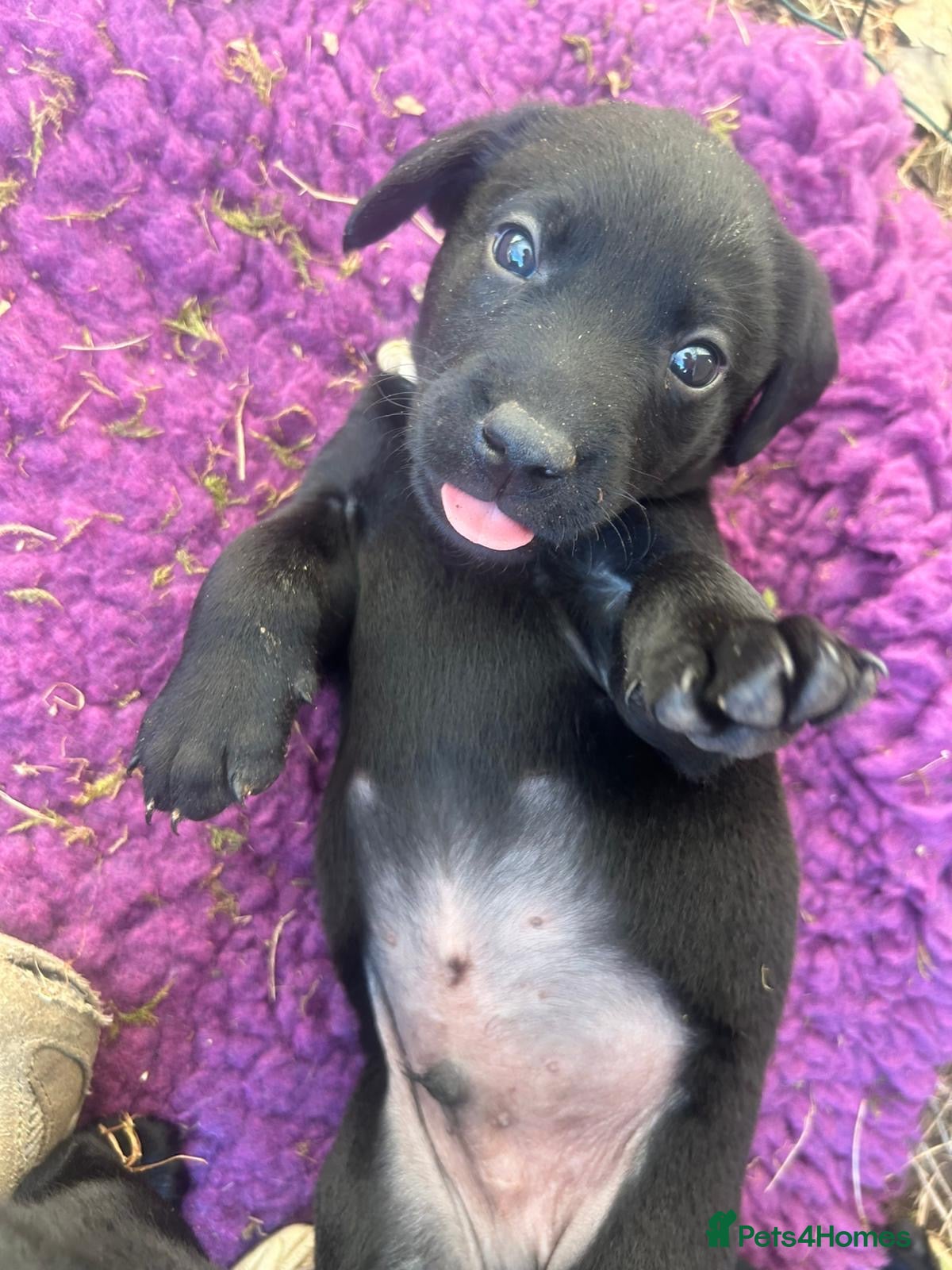 Labrador Retriever dogs 💙2 Boys Remaining💙 KC Reg Black Labradors 🐾 - Advert 2