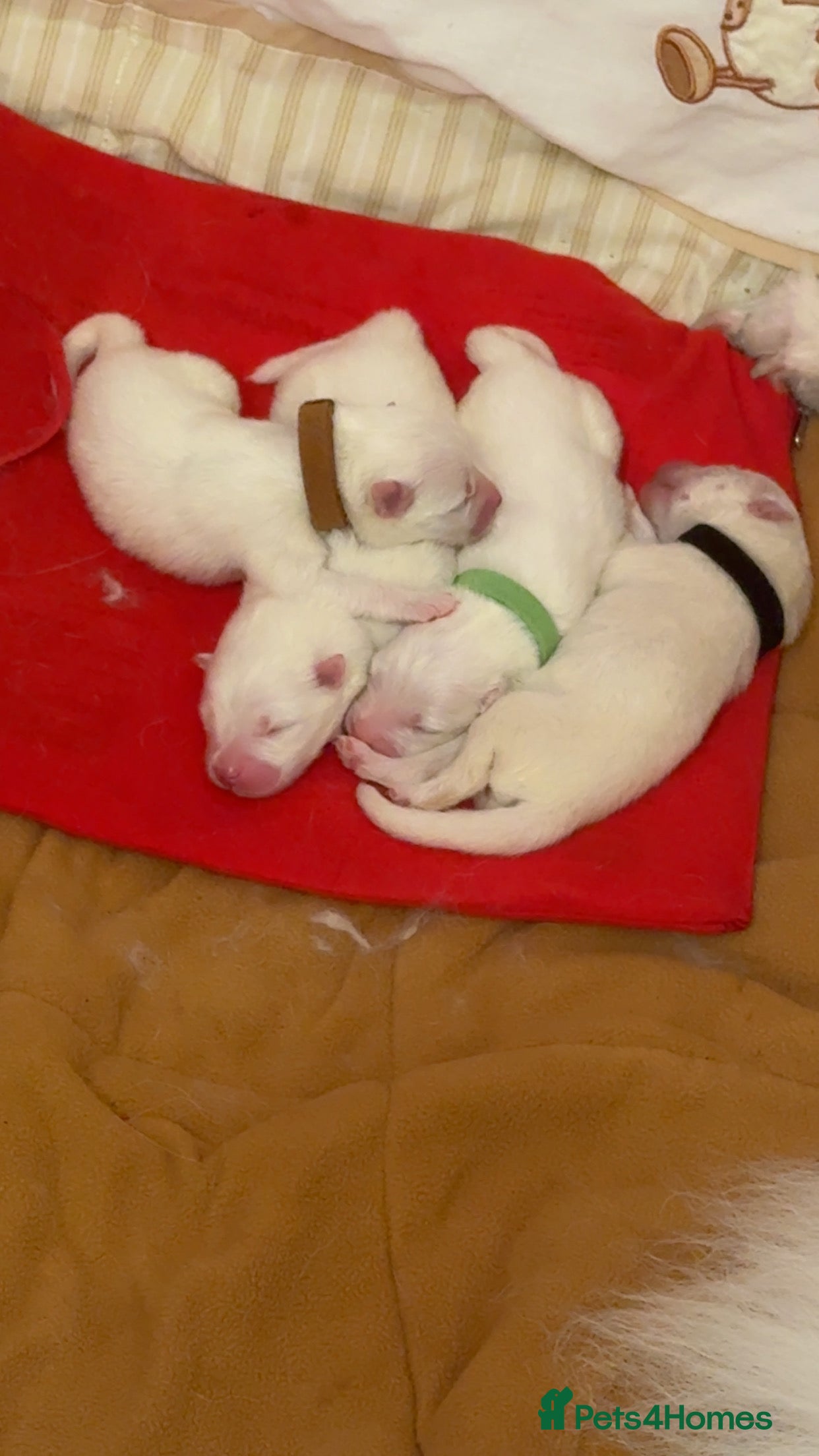 Samoyed dogs Pedigree pure breed Sammy Smilers 😊 - Advert 1