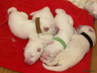 Samoyed dogs Pedigree pure breed Sammy Smilers 😊 - Advert 1