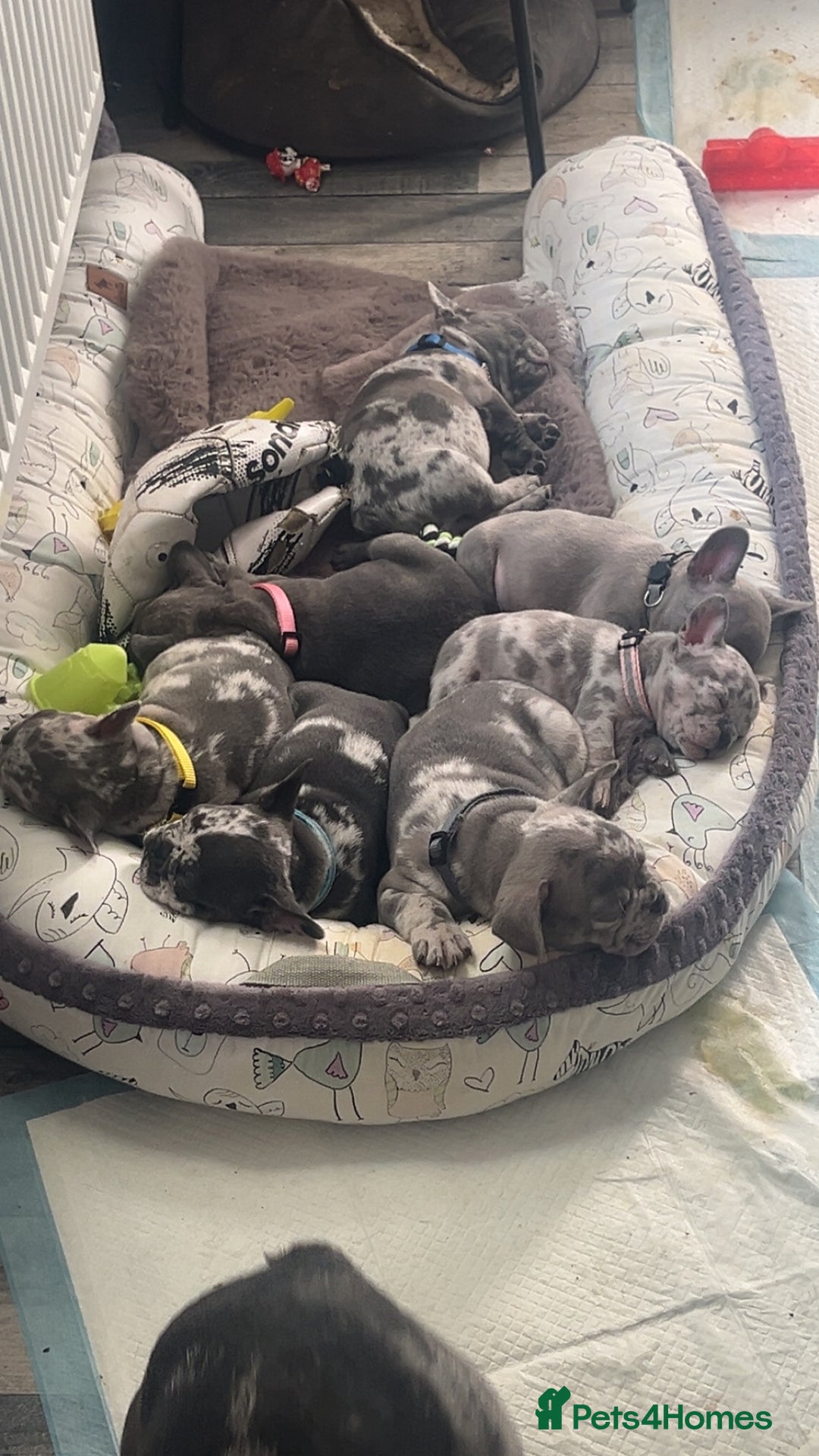 French Bulldog dogs for sale: Tri-colour Blue Merle Frenchie pups - Image 1
