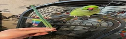 Ringnecks birds for sale: Green Male Indian Ringneck in Rushden - Advert 2