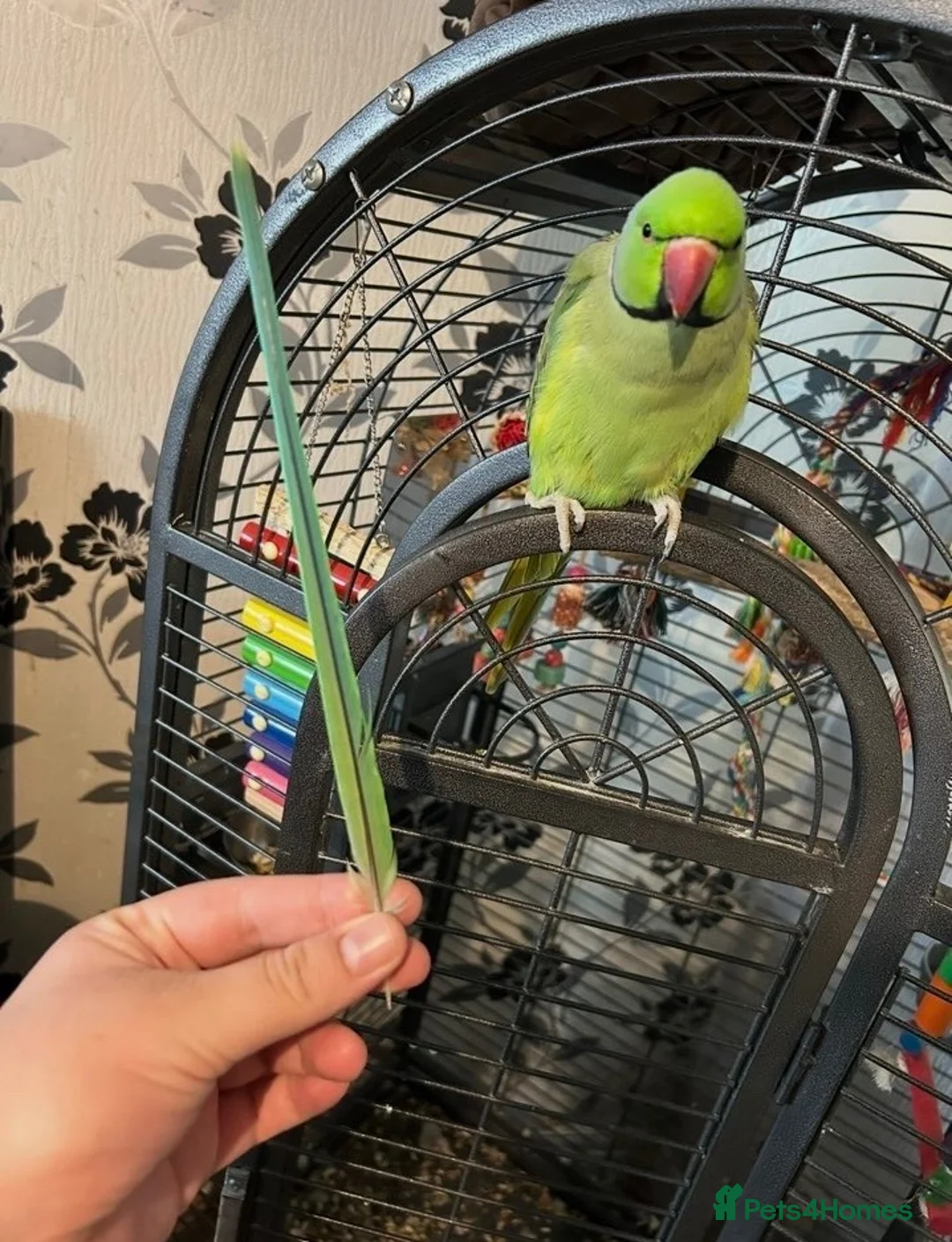 Ringnecks birds for sale: Green Male Indian Ringneck in Rushden - Advert 2