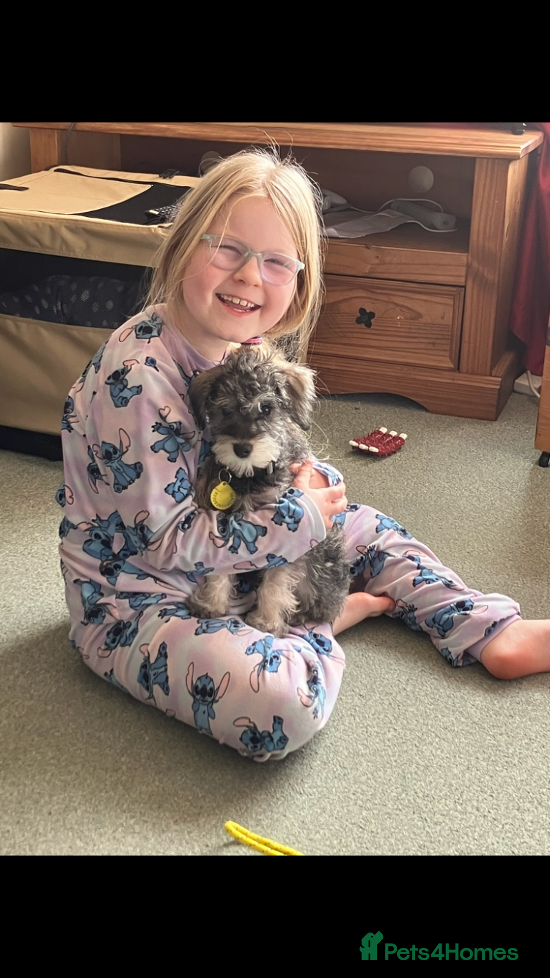 Schnoodle dogs for stud: F1 schnoodle stud  - Advert 5