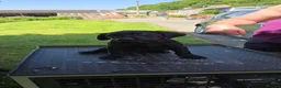 Labrador Retriever dogs for sale: Labrador x Labrador/flat coat retriever puppies - Advert 18