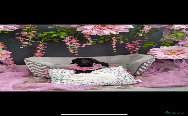 Doxiepoo dogs - Advert 11