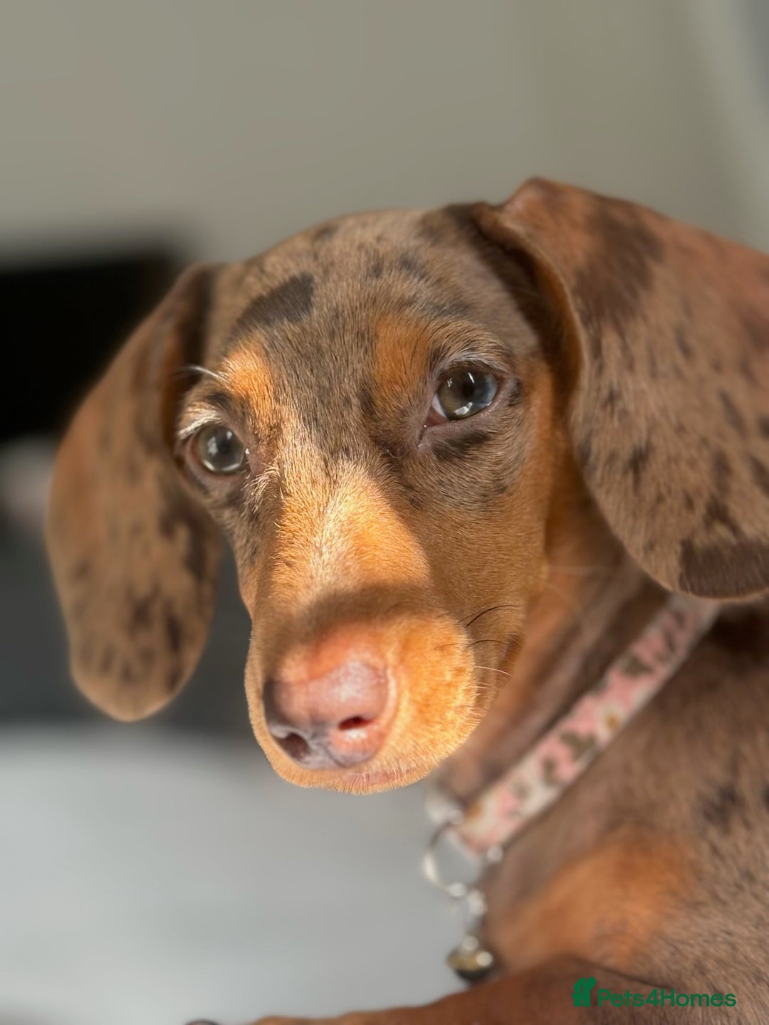 Miniature Dachshund dogs for sale: Beautiful Miniature Dachshund Girl – Tilly - Advert 3