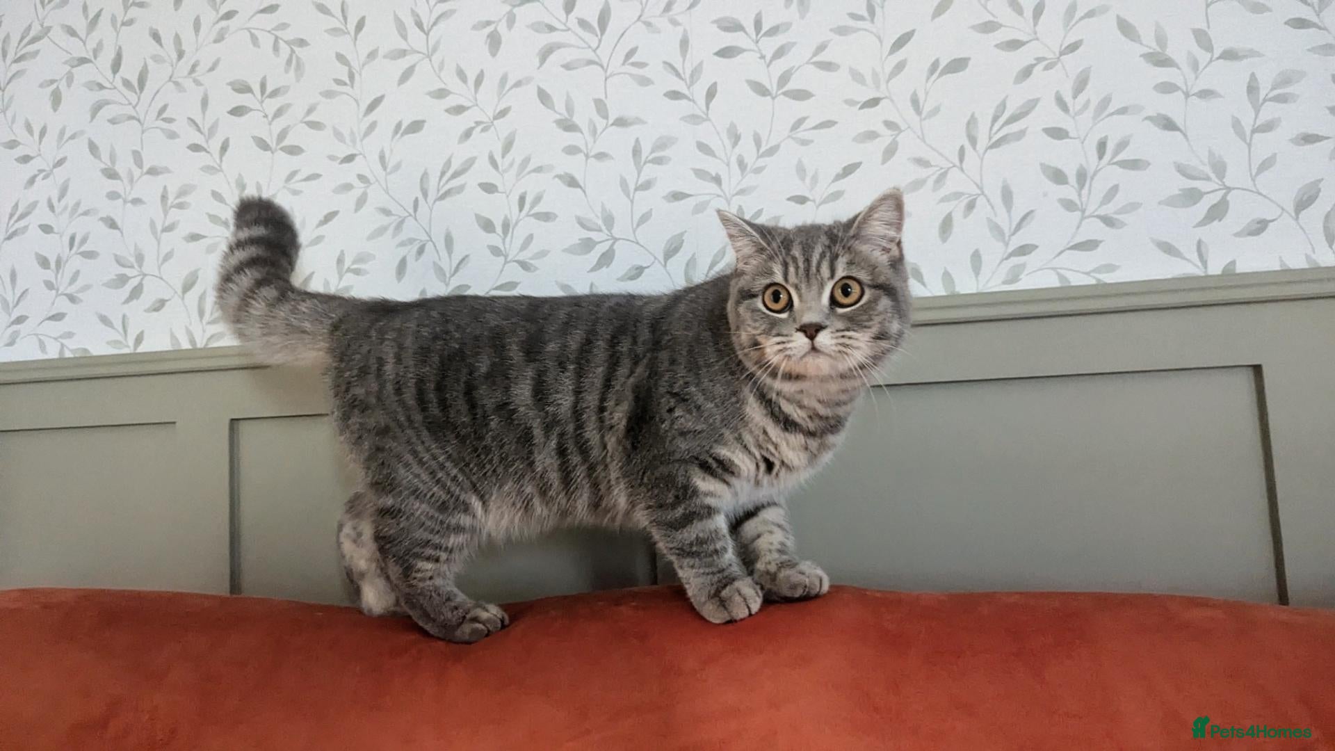 British Shorthair cats Rare colours British Kittens, ready soon.  - Advert 2