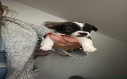 Jack Russell dogs for sale: Beautiful jack russle puppies - Image 5
