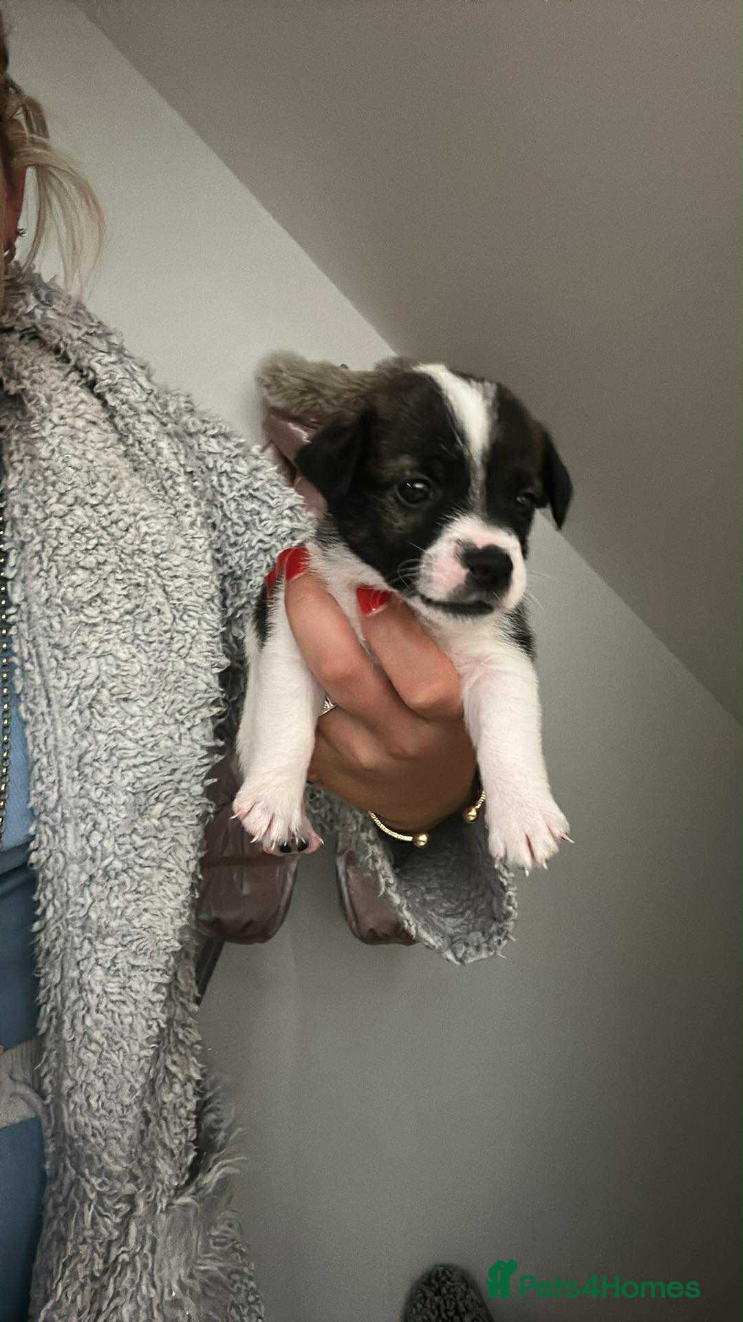 Jack Russell dogs for sale: Beautiful jack russle puppies - Image 5