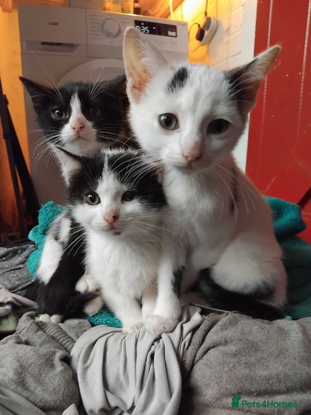 Mixed Breed cats for sale: Black and white kittens  - Advert 3