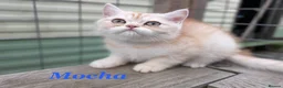 Persian cats for sale: *Last 2* Reduced Beautiful Persian Exotic Kitten - Advert 4