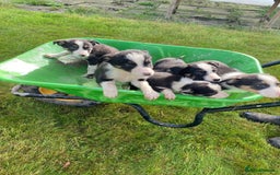 Border Collie dogs for sale: Farm bred border collie pups for sale - Image 1