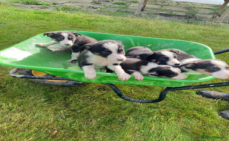Border Collie dogs - Advert 5
