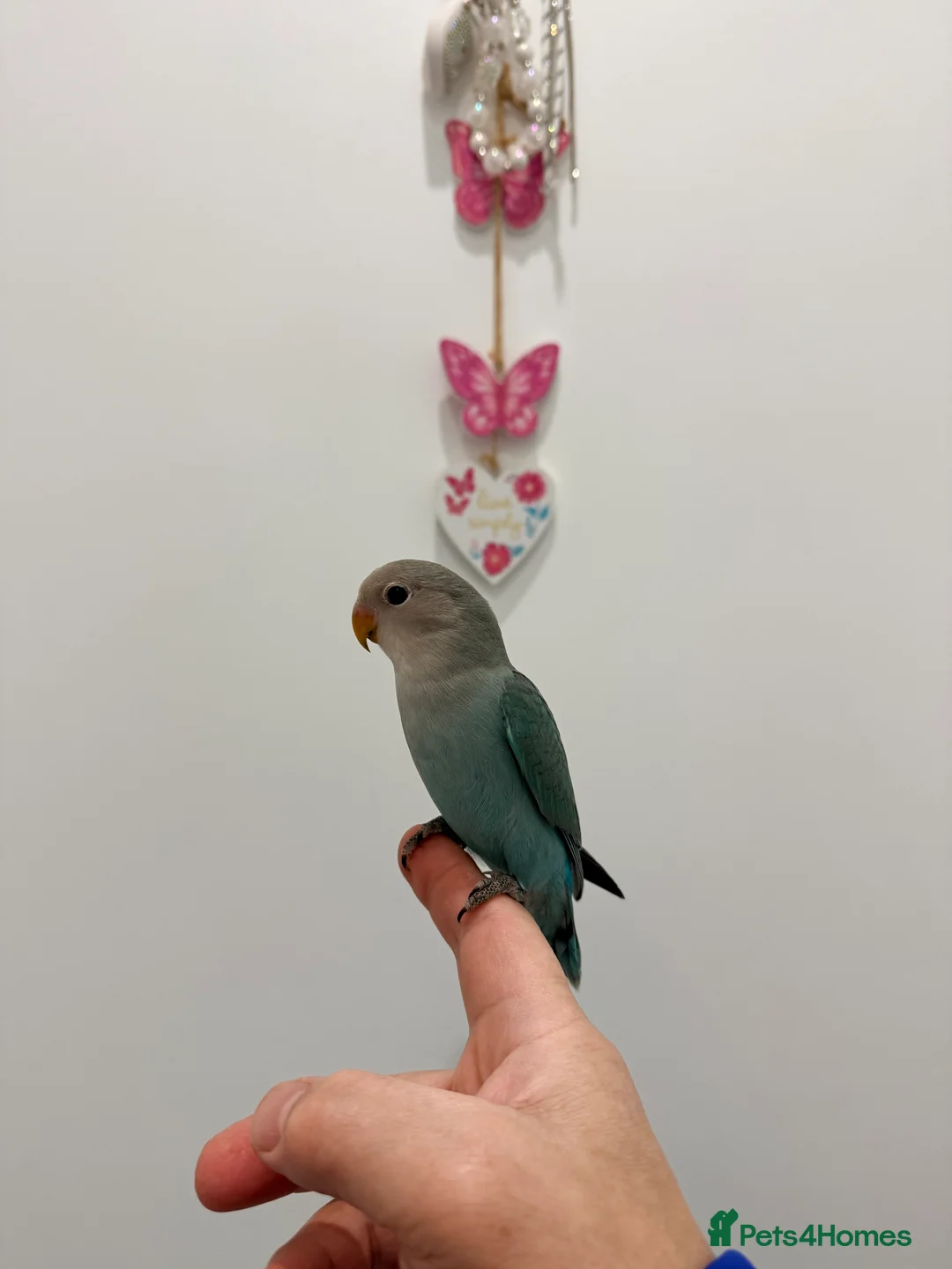 Lovebirds birds for sale: BEAUTIFUL BABY LOVEBIRDS. TWO AVAILABLE TO CHOOSE  - Advert 1