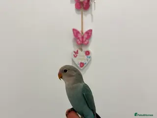 Lovebirds birds BEAUTIFUL BABY LOVEBIRDS. TWO AVAILABLE TO CHOOSE - Advert 1