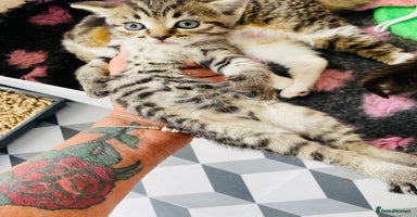 Bengal cats - Advert 5