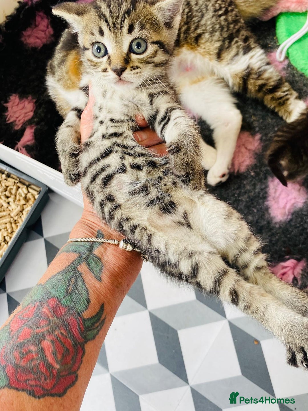 Bengal cats for sale: Beautiful Female Kittens - Image 3