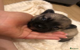 Pomchi dogs for sale: Meet dollys Beautiful pomchi puppies  - Image 9