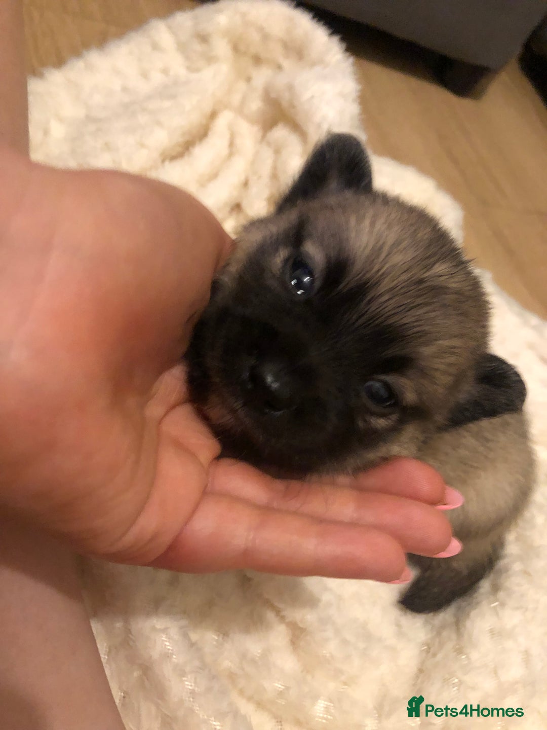 Pomchi dogs for sale: Meet dollys Beautiful pomchi puppies  - Image 9