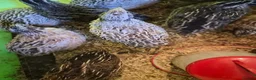 Quail poultry for sale: 5 week old quaild  in Eastleigh - Advert 2