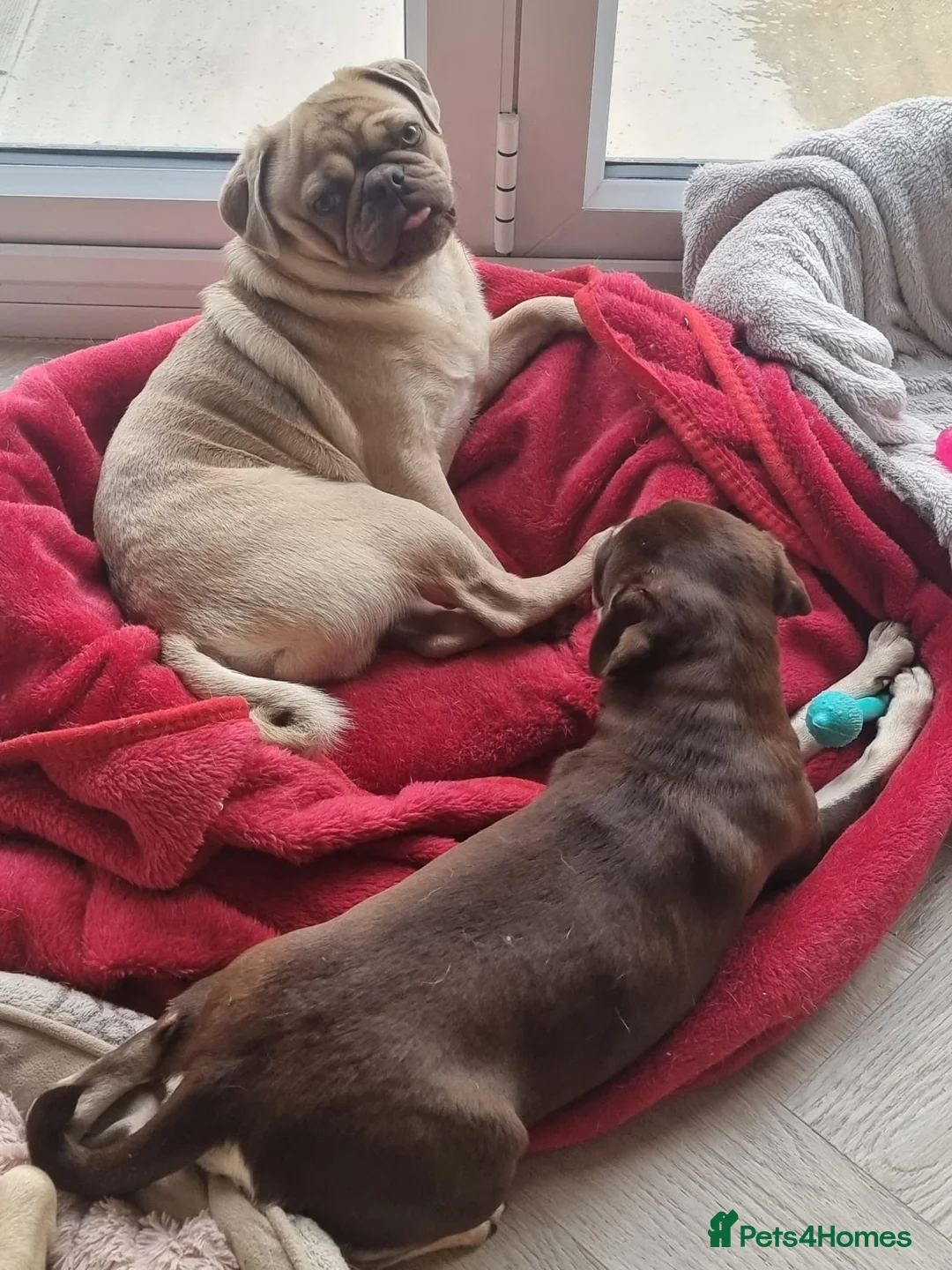 Pug dogs for stud: KC Lilac fawn pug for stud in Cockermouth - Advert 10