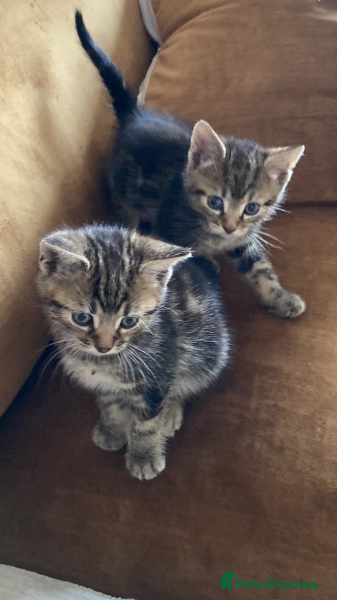 Mixed Breed cats for sale: 2 x adorable tabby kittens for sale! in Accrington - Advert 1