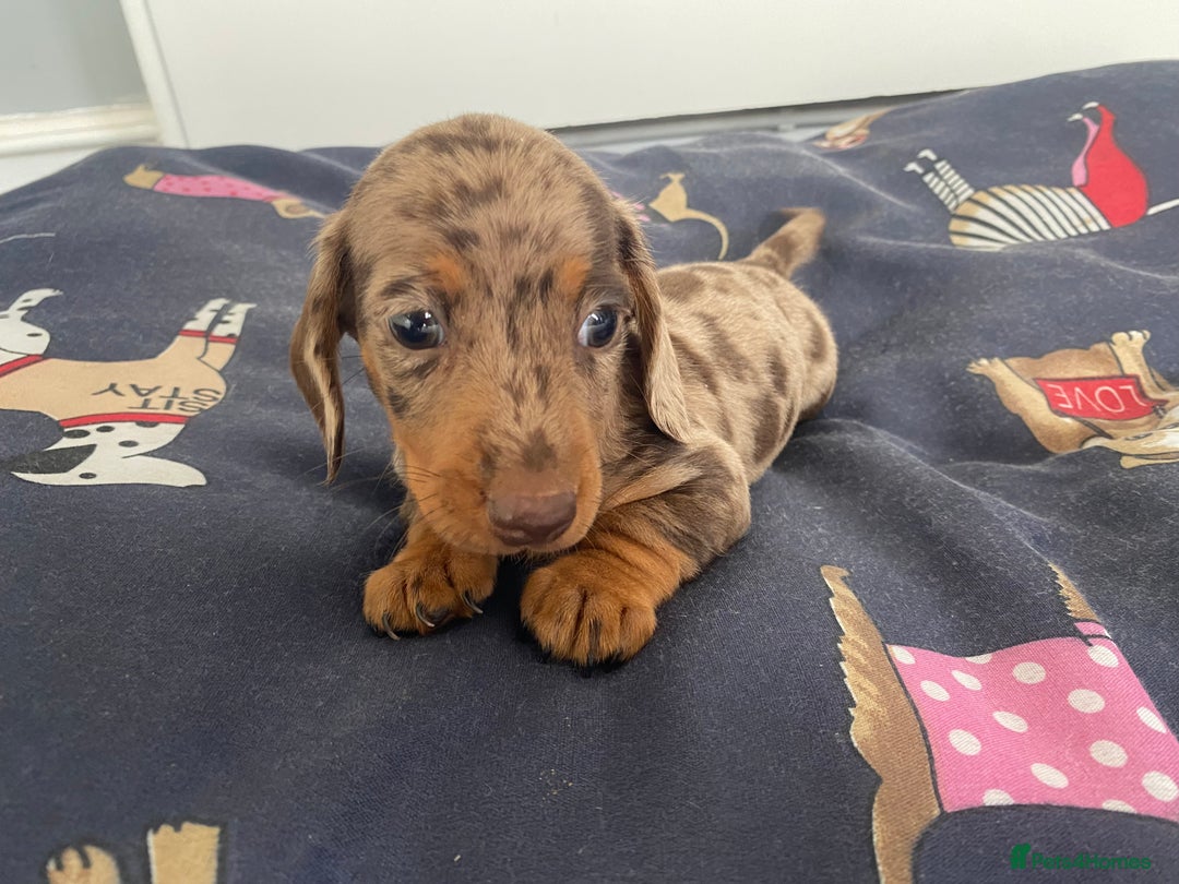 Dachshund dogs for sale: Dachshund puppies  - Image 12
