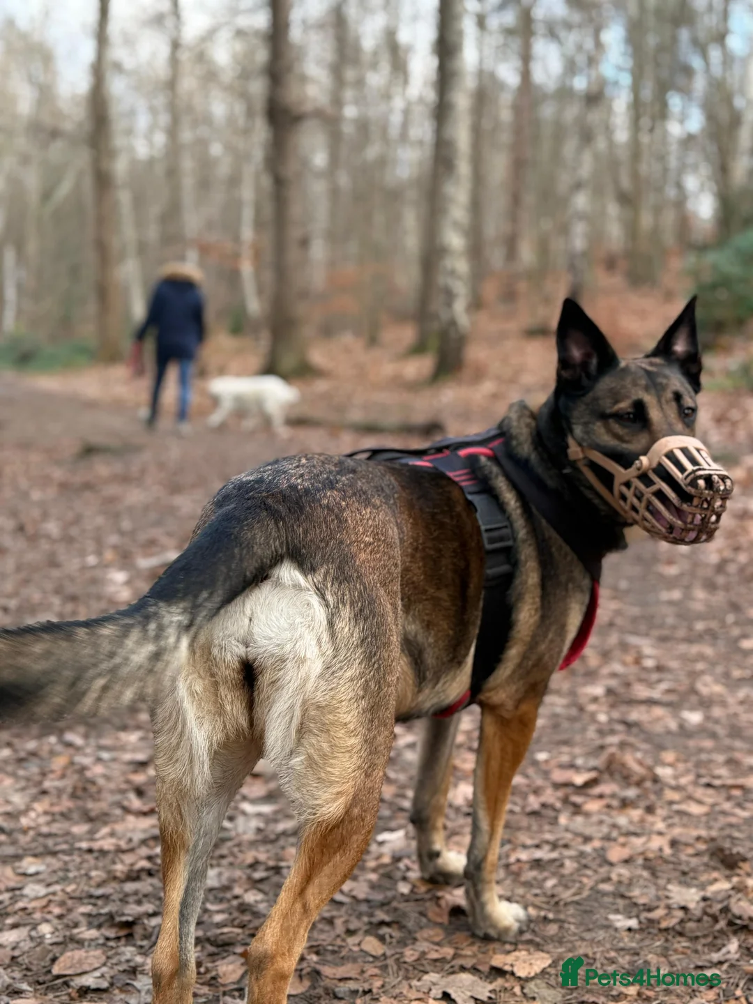 Belgian Shepherd Dog dogs for sale: 5 years old Belgian Shepherd Malinois  - Advert 2