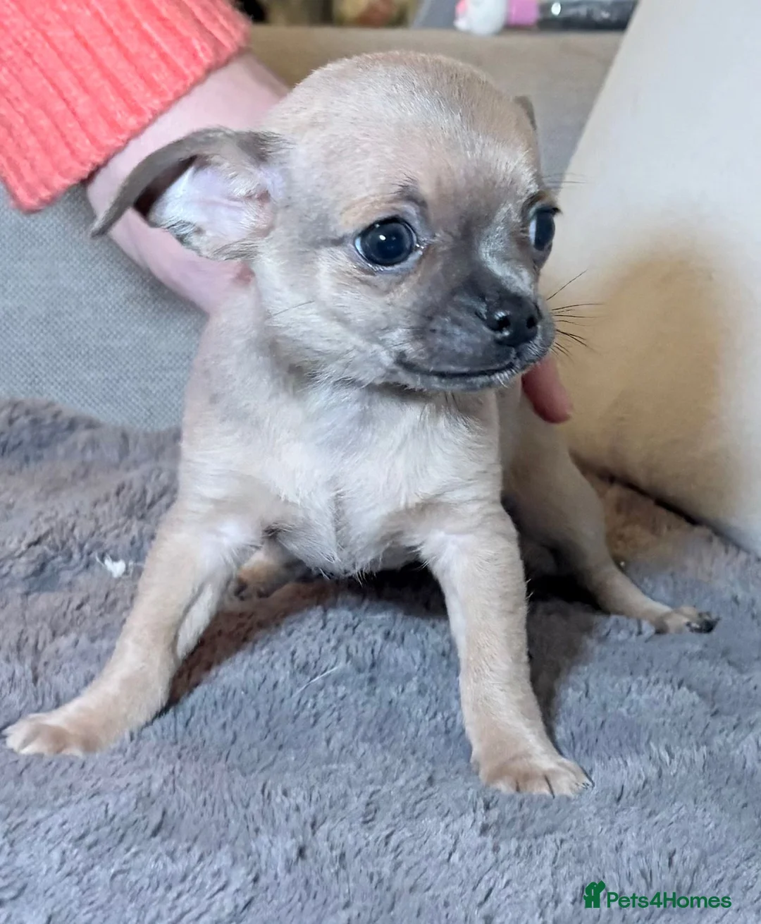 Chihuahua dogs for sale: Chihuahua Puppies💝 - Advert 11