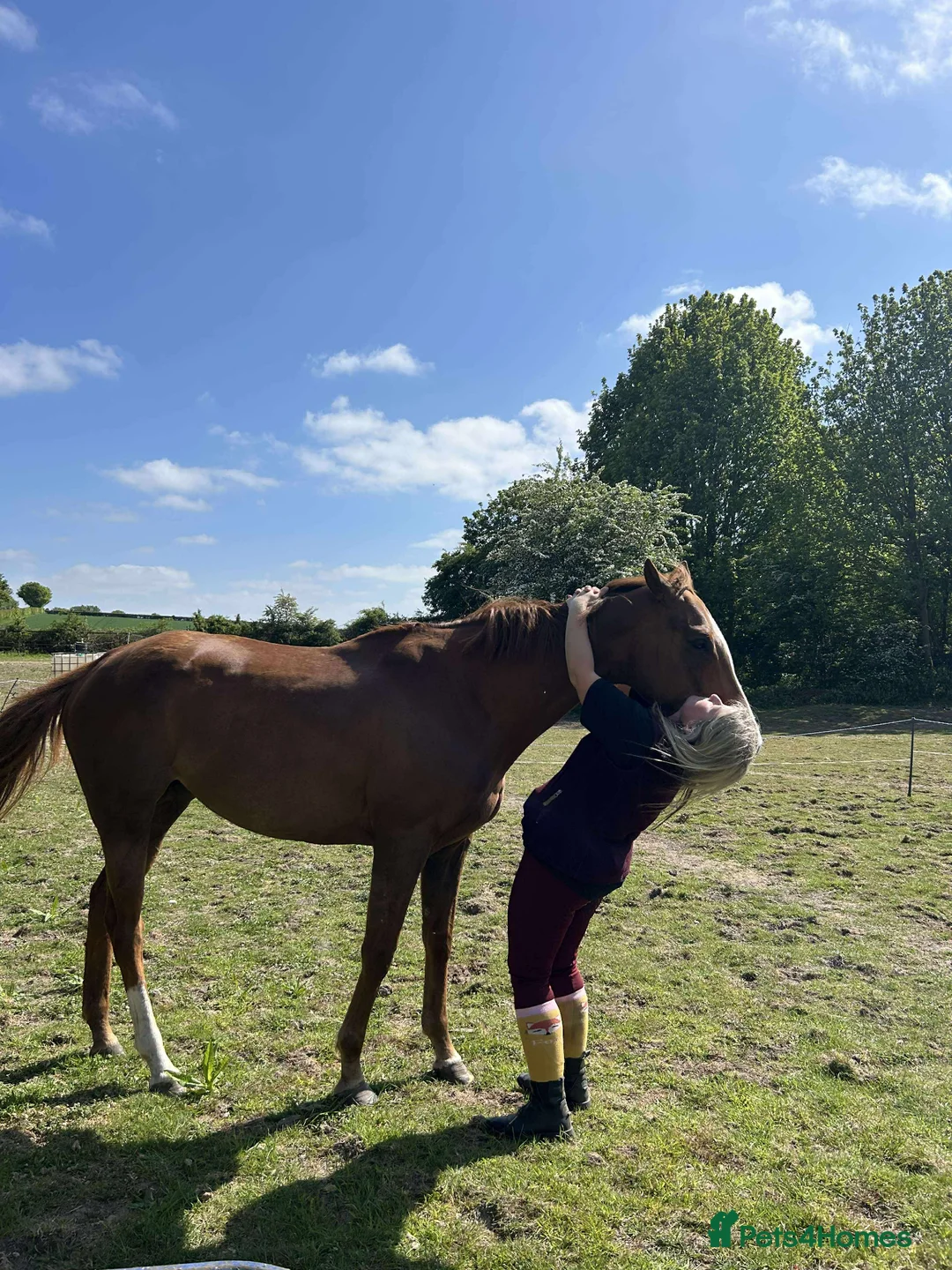 Irish Thoroughbred horses for sale: Chestnut Tb Mare 5 years old  - Advert 2