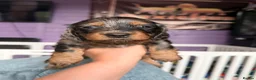 Dachshund dogs for sale: The Outstanding Boy Band is here💙🐶💚 - Advert 14