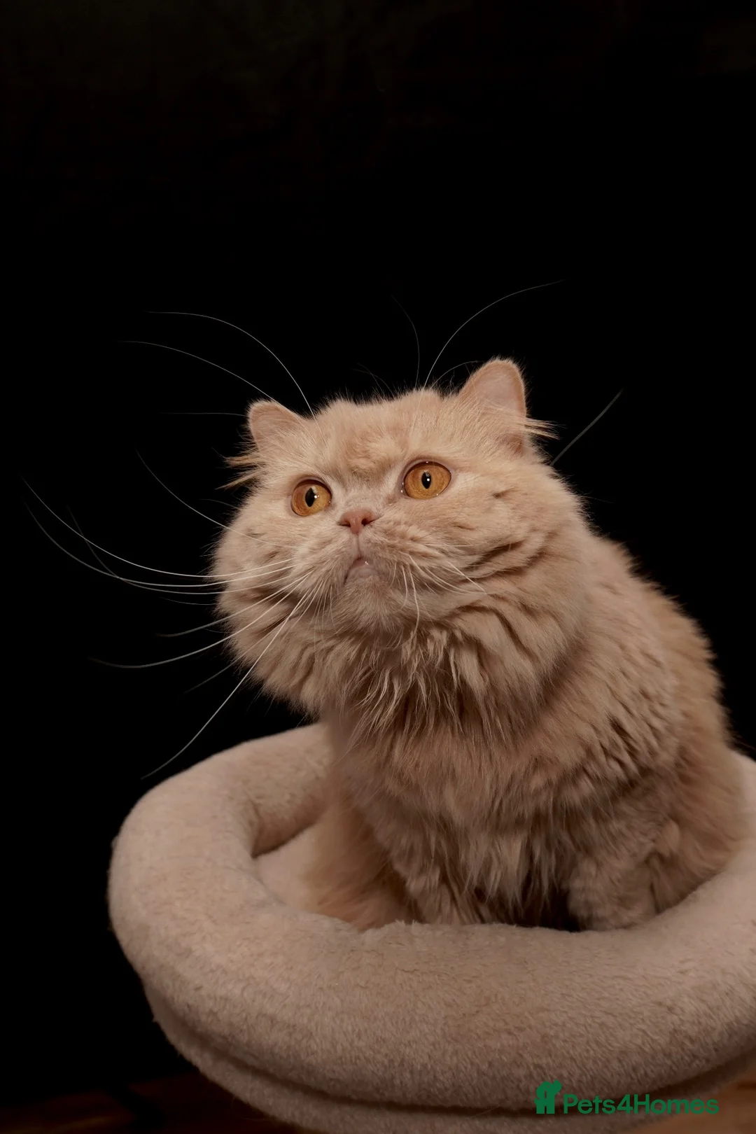 British Longhair cats for sale: Adult British Longhair Sparkle - Advert 1
