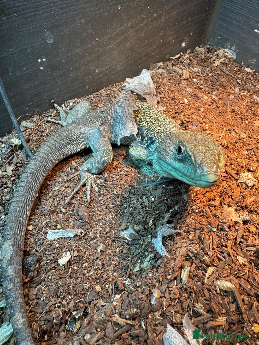 Lizard reptiles for sale: Jeweled lacerta / european eyed lizard male/female - Advert 4