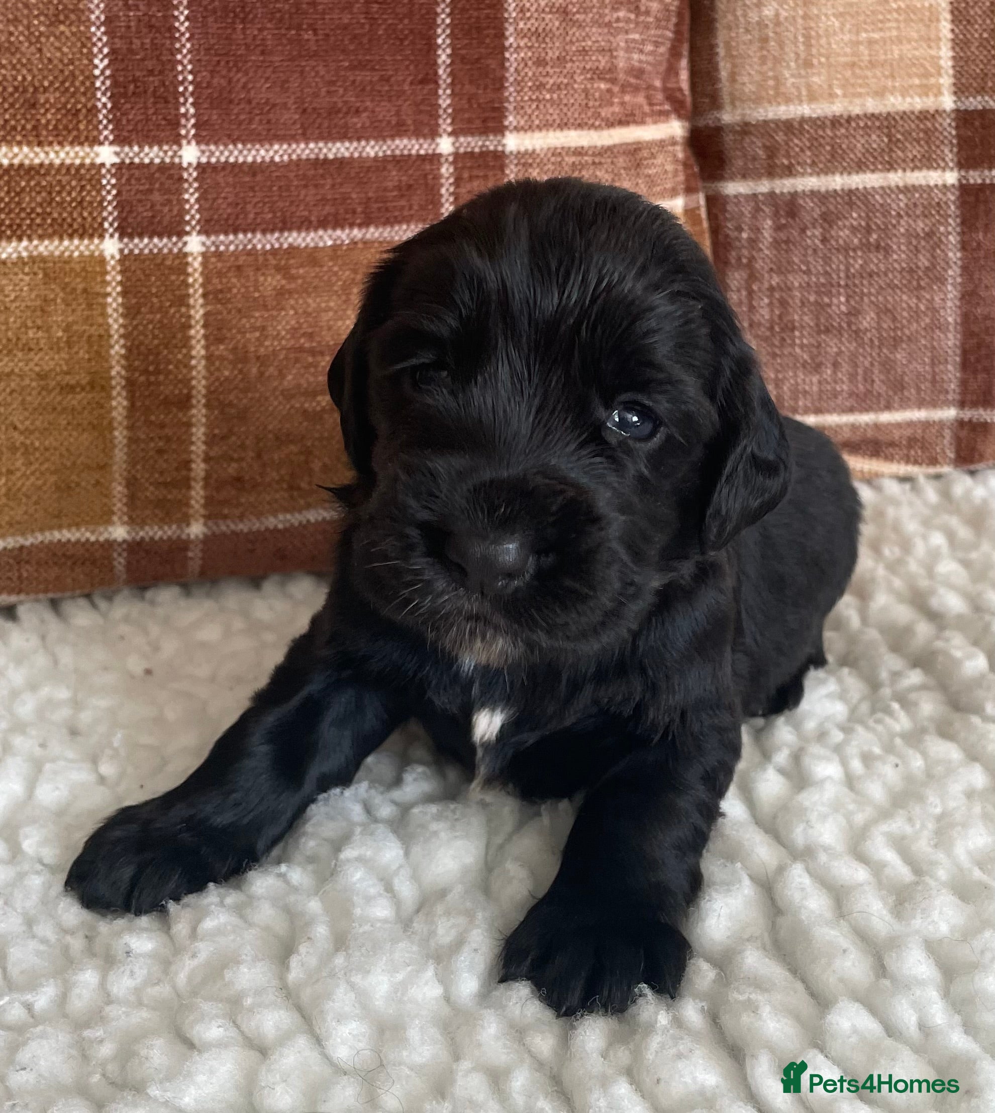 Cocker Spaniel dogs Beautiful litter of cocker spaniel puppies 🐾 - Advert 2