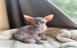 Sphynx cats for sale: Don Sphynx Kittens - Image 9