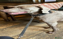 Weimaraner dogs for stud: Stunning, Healthy Stud - Image 9