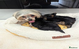 Yorkshire Terrier dogs for sale: Wonderful Yorkshire terrier puppies  - Image 32