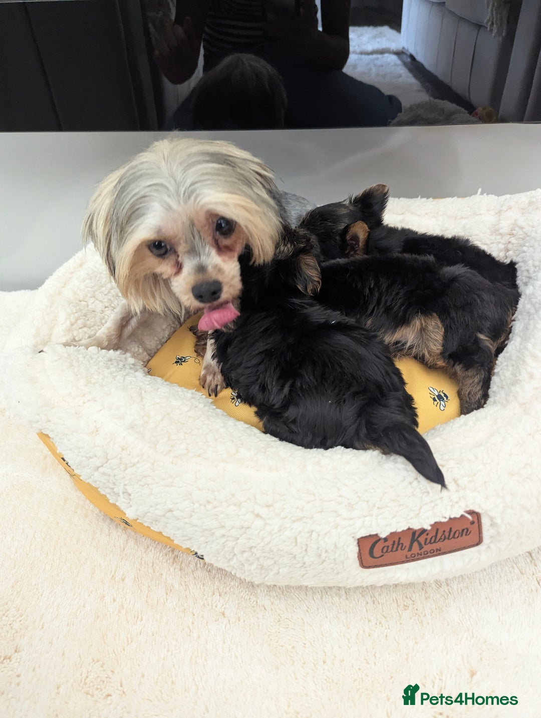 Yorkshire Terrier dogs for sale: Wonderful Yorkshire terrier puppies  - Image 32