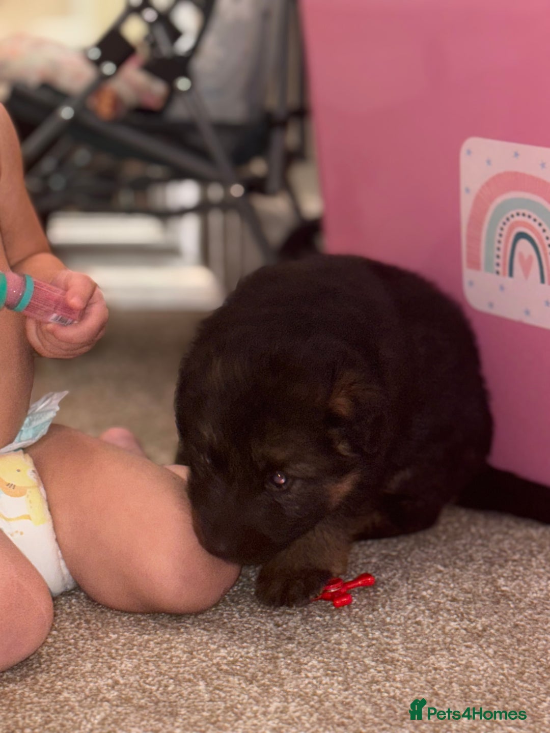 German Shepherd dogs for sale: Family reared GSD pups.  - Advert 37