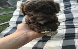 Cockapoo dogs for sale: Gorgeous Cockerpoo puppies  - Image 2