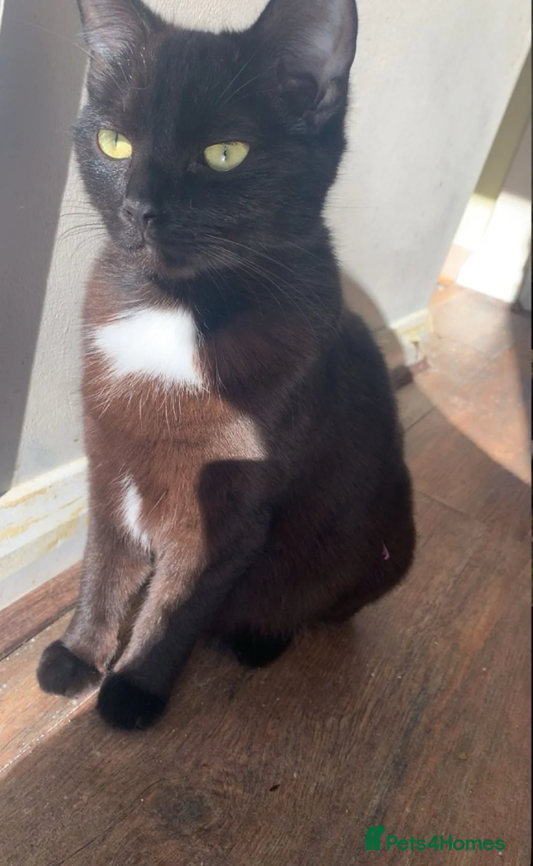 Mixed Breed cats for sale: In need of a new home! - Advert 5