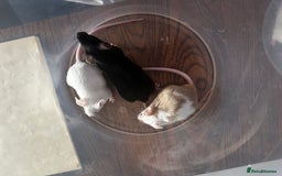 Mouse rodents for sale: Little Mices  - Image 16