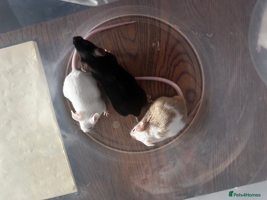Mouse rodents for sale: Little Mices  - Image 16