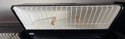Budgerigars birds for sale: Budgie Show Cages  in Worksop - Advert 7
