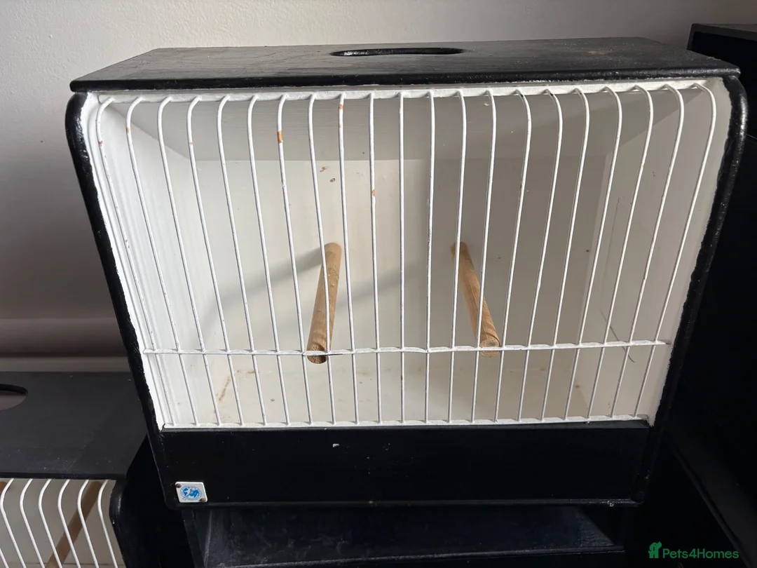 Budgerigars birds for sale: Budgie Show Cages  in Worksop - Advert 7