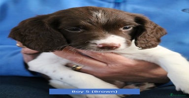 English Springer Spaniel dogs Health Tested English Springer Spaniel Puppies - Advert 1